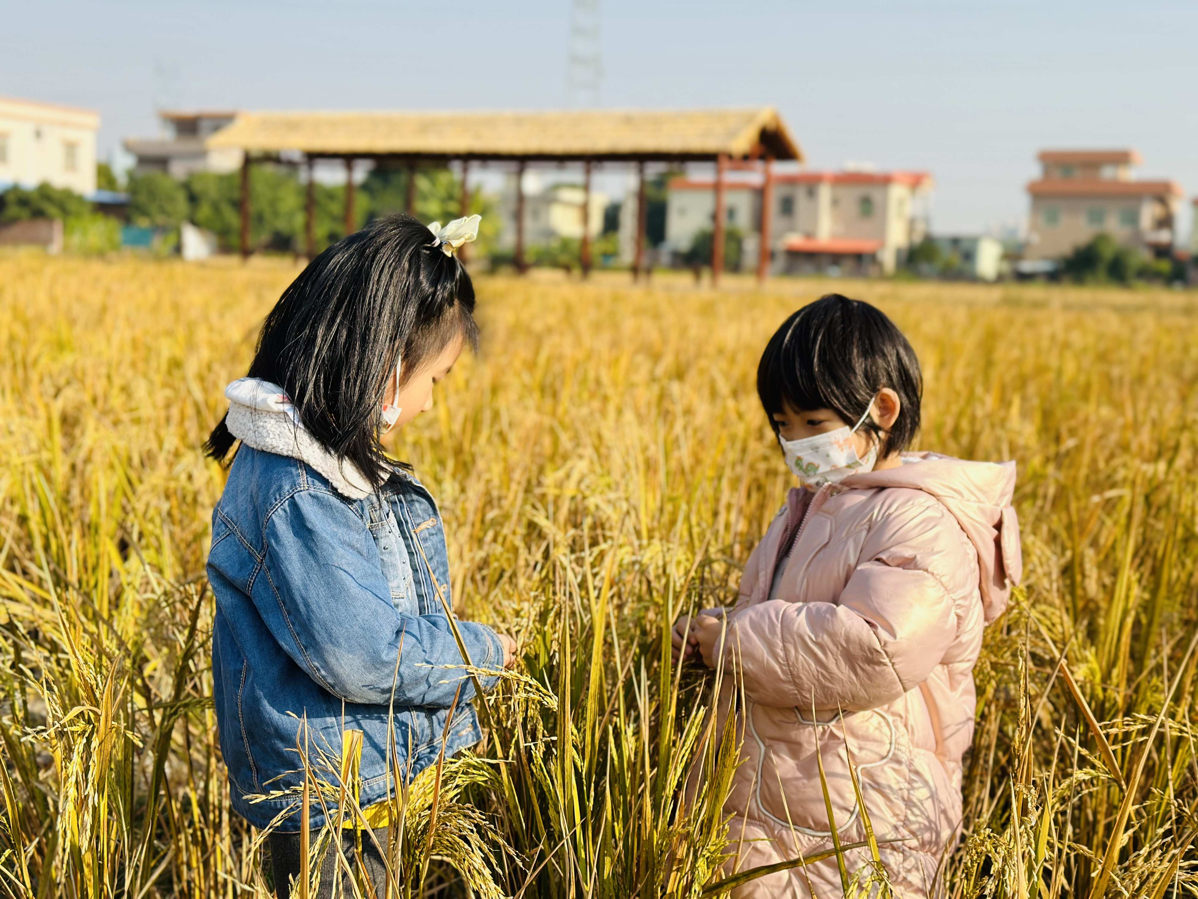 "亲近自然,走进稻田"--阜沙美加阳光幼儿园参观稻田实践之旅