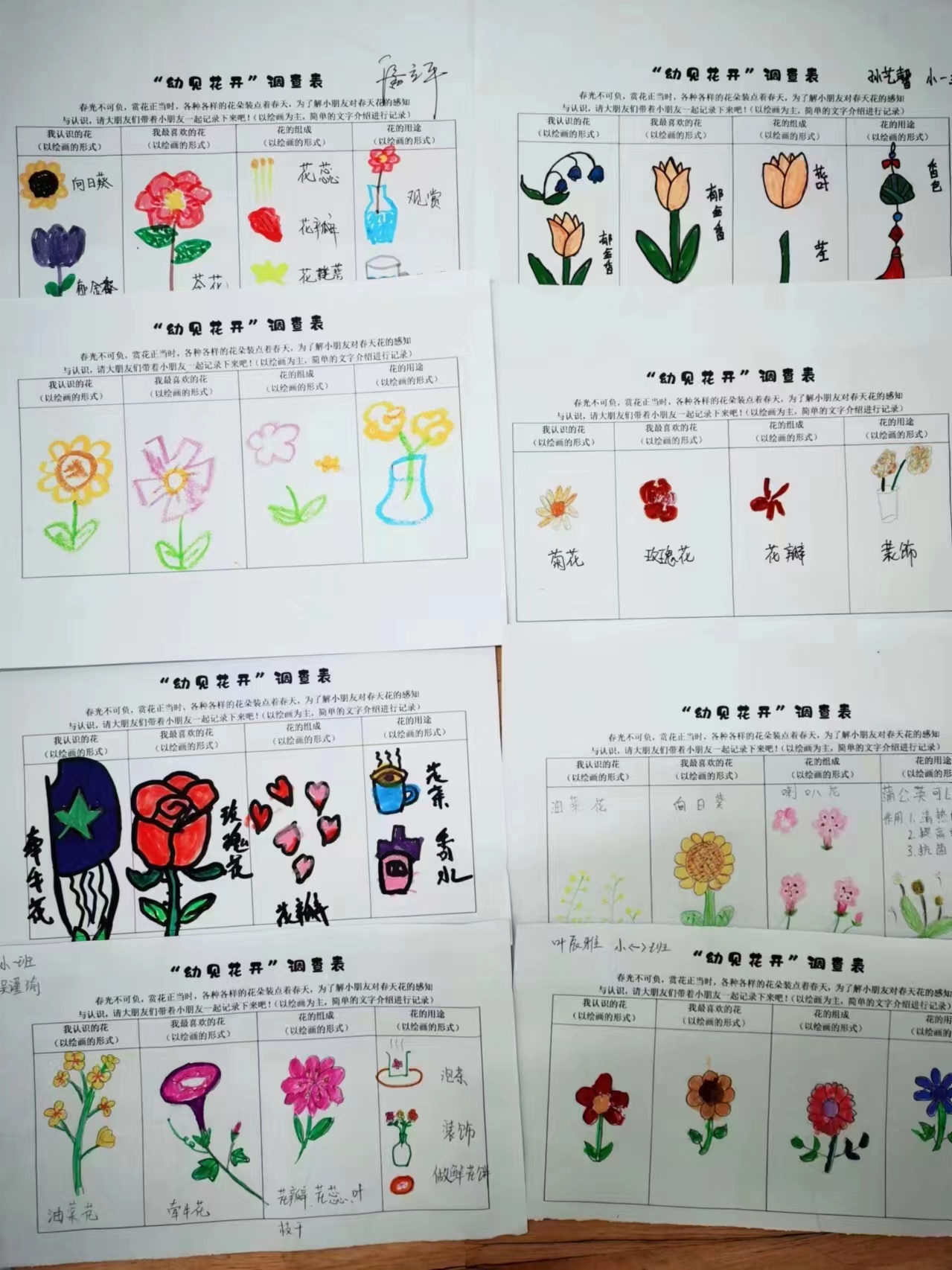 孩子们在户外寻找春天的过程,认识了一些常见的春天里的花儿,通过调查