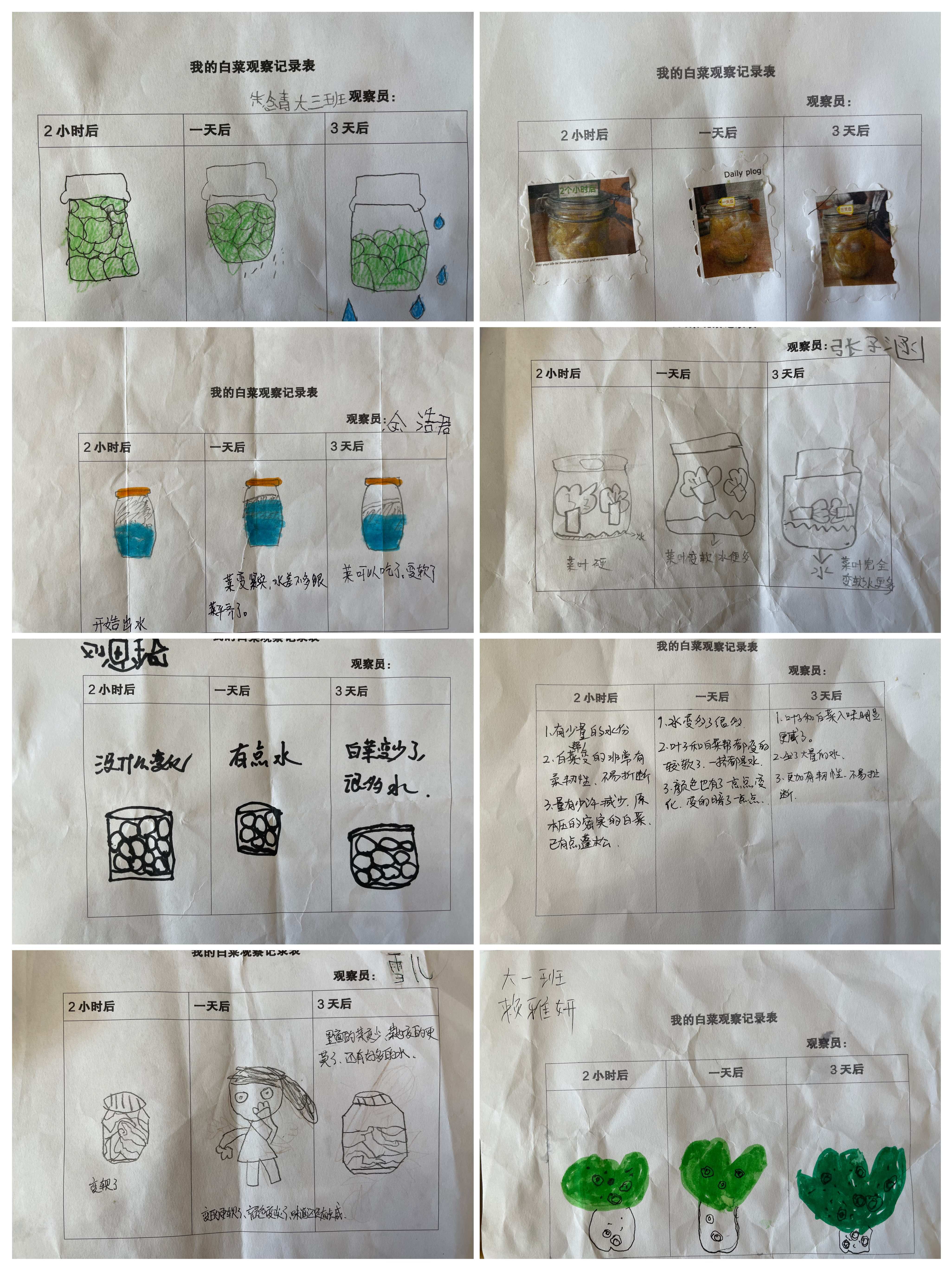 白菜发芽过程简笔画图片